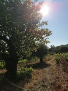 AGROFORESTERIE AGROFORESTERIE