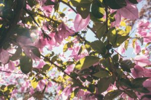 pexels-photo-1233280-1233280 Vibrant pink blossoms in full bloom with sunlight filtering through in Beaulieu-sur-Mer, France.