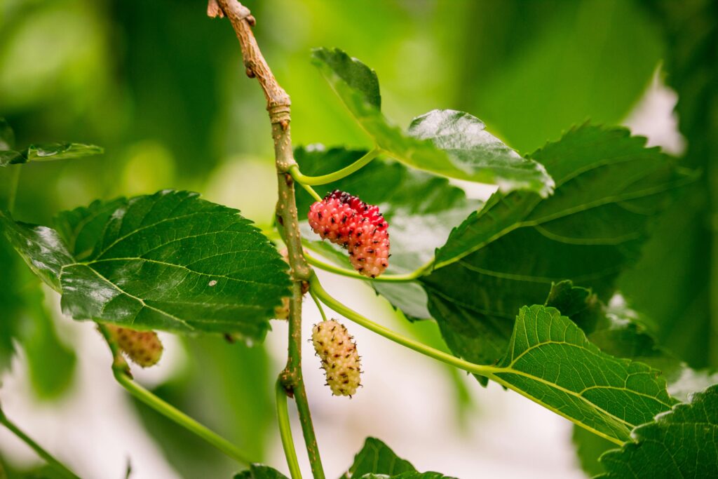 pexels-photo-9930092-9930092 Macro shot of fresh red mulberry fruit among green leaves, showcasing nature's vibrant colors.